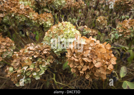 Masse des toten japanischen Hortensie Pflanzen machen eine natürliche getrocknete Blumen-Arrangement im Herbst Herbst orange Blüten-Köpfe Stockfoto