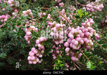 Callunen Mucronata mit blass rosa Winter Beeren im Winter herbstlichen Nebel Tau beschichtet Stockfoto