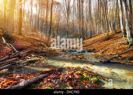 Wilder Gebirgsfluss in den herbstlichen Wald Stockfoto