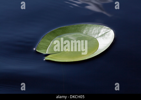 Nymphaea Tetragona Seerosenblatt auf See Stockfoto