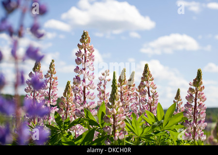 Rosa Blumen wachsen außerhalb Stockfoto