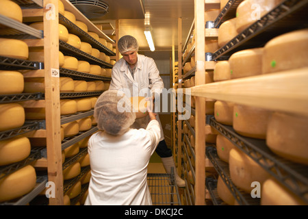 Arbeiter setzen Käse runden zur Lagerung bei Bauernhof-Fabrik Stockfoto