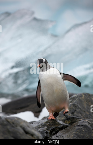 Antarktis, Cuverville Island, Gentoo Penguin (Pygoscelis Papua) zu Fuß auf die felsige Küste entlang Schnee bedeckten Küste Stockfoto