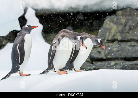 Antarktis, Cuverville Island, drei Gentoo Penguins (Pygoscelis Papua) Stand am Anfang von Eisbergen entlang Errera Kanals im Schnee Stockfoto