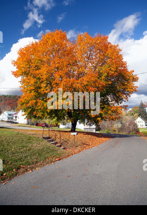 Ein großer Ahornbaum mit roten Blätter gold, gelb und orange Herbst farbigen in einem New England nach Hause Hof. Stockfoto