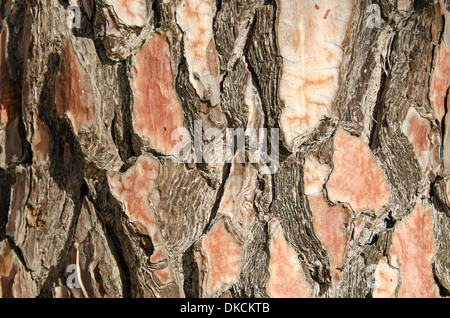 Detailansicht der Rinde von einer Kiefer Stockfoto