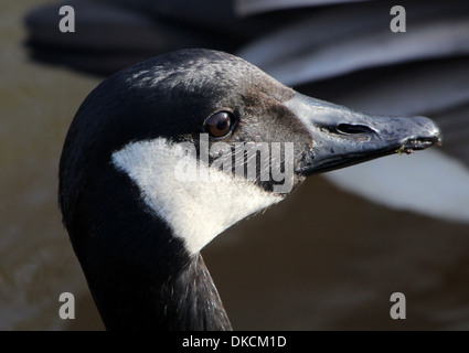 Kanadagans (Branta Canadensis) detaillierte Nahaufnahme des Kopfes und des Halses Stockfoto