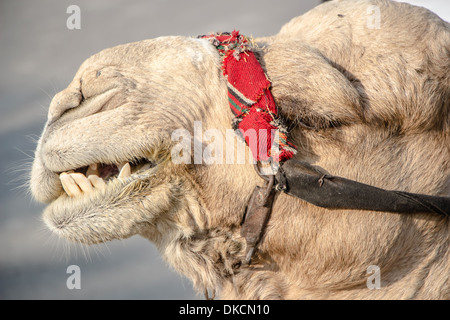 Leiter des Kamels in Israel hautnah Stockfoto