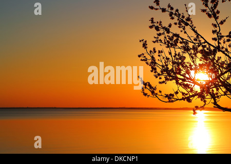 Baum vor dem Sonnenuntergang Sonne Meer Stockfoto