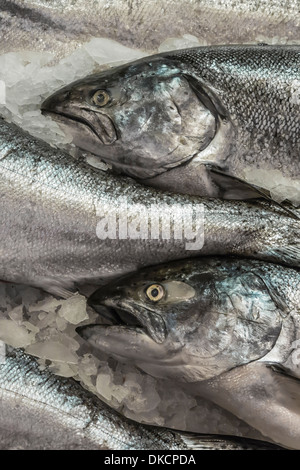 König Wildlachs gefangen in der Nähe von Vancouver Island, zum Verkauf in der Pike Place Market, Seattle, Washington State, USA Stockfoto