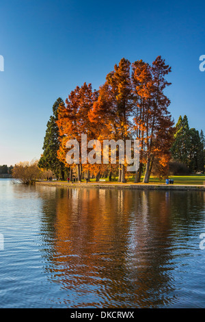 Herbstfarben von Sumpfzypresse, Taxodium Distichum in Green Lake Park, Seattle, Washington State, USA Stockfoto