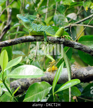 Ein männlicher gemeinsame Basilisk (Basiliskos Basiliskos) bekannt als Jesus Lizard, Jesus-Christus-Echse oder Lagarto de Jesus Cristo. Stockfoto