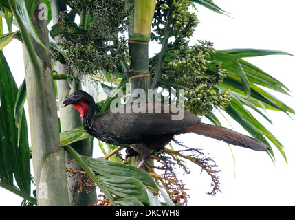 Ein Crested Guan (Penelope Purpurascens) auf Nahrungssuche. Oro-Halbinsel. Drake Bay, Corcovado Nationalpark, Golfito, Costa Rica Stockfoto