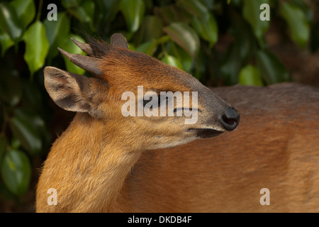 Roter Wald Ducker kleine Hirsche wie Antilope Afrika Guinea Stockfoto