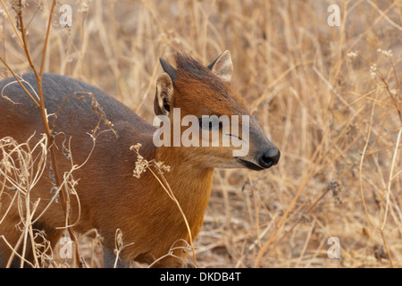 Roter Wald Ducker kleine Hirsche wie Antilope Afrika Guinea Stockfoto