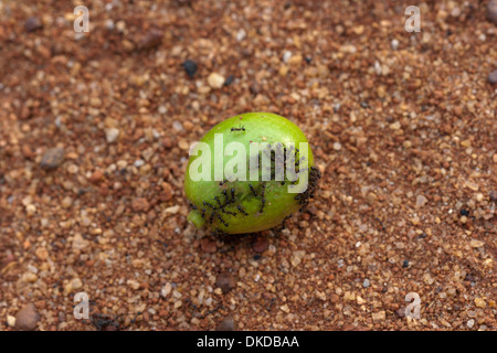 Ameisen Insekten Ameisen Essen grüne Frucht Afrika Guinea Stockfoto