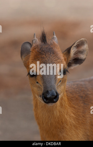 Roter Wald Ducker kleine Hirsche wie Antilope Afrika Guinea Stockfoto