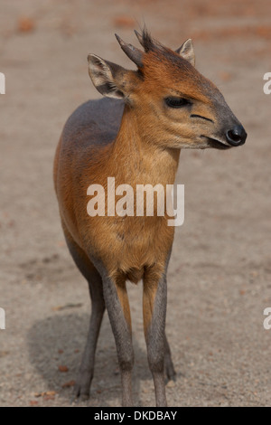 Roter Wald Ducker kleine Hirsche wie Antilope Afrika Guinea Stockfoto