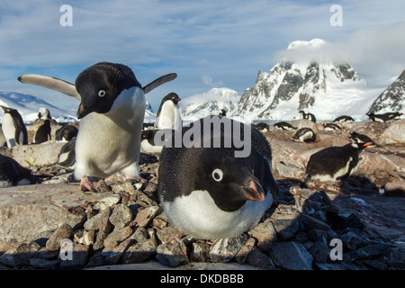 Antarktis, Petermann Island Adelie-Pinguine (Pygoscelis Adeliae) nisten auf Felsvorsprung in der Frühlingssonne Stockfoto