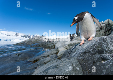 Antarktis, Petermann Island, Gentoo Penguin (Pygoscelis Papua) Abstieg Felsenküste entlang Penola Strait Stockfoto