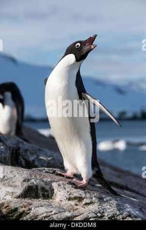 Antarktis, Petermann Island Adelie Penguin (Pygoscelis Adeliae) stehen am Rand der felsigen Rookery entlang Penola Strait Stockfoto