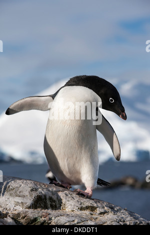 Antarktis, Petermann Island Adelie Penguin (Pygoscelis Adeliae) stehend auf Felsenküste Stockfoto