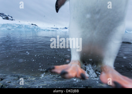 Antarktis, Cuverville Island, verschwommene Bild von Gentoo Penguin (Pygoscelis Papua) springen aus dem Wasser auf Felsenküste Stockfoto