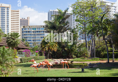 Eine Herde amerikanischer Flamingos (Phoenicopterus ruber) im Honolululu Zoo mit der Skyline von Waikiki auf der Insel Oahu auf Hawaii Stockfoto