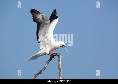 Red-footed Booby (Sula sula Rubripes), weiße Farbvariante, Landung auf der Insel in Papahanaumokuakea Marine National Monument Stockfoto