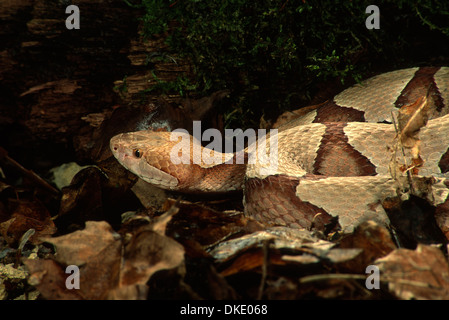 Südlichen Copperhead Schlange (Agkistrodon Contortrix) Stockfoto