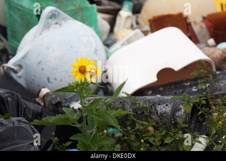 Zwei menschliche Einführungen zu einem entfernten North Pacific Island: die invasive Arten Golden Crownbeard (Verbesina encelioides) und Kunststoff marine Ablagerungen. Stockfoto