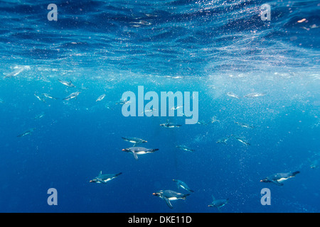 Chile, Unterwasser-Blick von Makkaroni Pinguine (Eudyptes Chrysolophus) Schwimmen im Wasser reich an Plankton in Drake-Passage Stockfoto