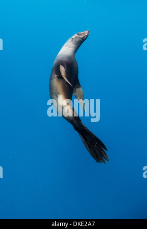 Chile, Diego Ramirez Insel, Unterwasser-Blick von Süden Seelöwe (Otaria Flavescens) Schwimmen im Drake Durchgang Stockfoto