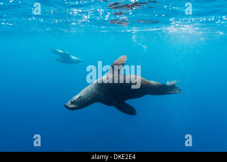 Chile, Diego Ramirez Insel, Unterwasser-Blick von Süden Seelöwe (Otaria Flavescens) Schwimmen im Drake Durchgang Stockfoto