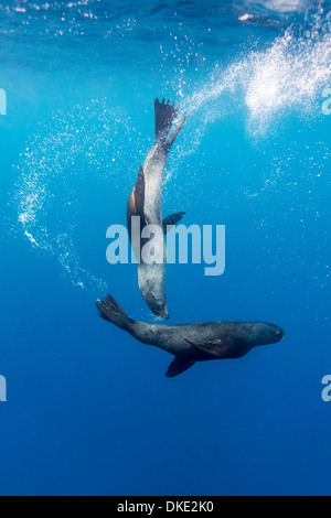 Chile, Diego Ramirez Insel Unterwasserblick Südliche Seelöwen (Otaria Flavescens) Schwimmen im Drake-Passage Stockfoto