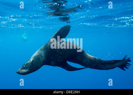 Chile, Diego Ramirez Insel, Unterwasser-Blick von Süden Seelöwe (Otaria Flavescens) Schwimmen im Drake Durchgang Stockfoto