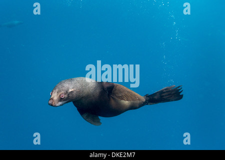 Chile, Diego Ramirez Insel, Unterwasser-Blick von Süden Seelöwe (Otaria Flavescens) Schwimmen im Drake Durchgang Stockfoto