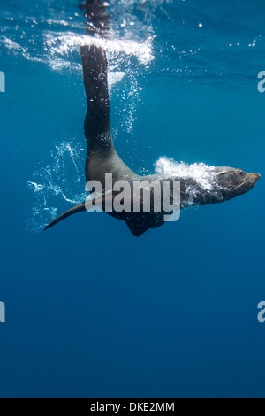 Chile, Diego Ramirez Insel, Unterwasser-Blick von Süden Seelöwe (Otaria Flavescens) schwimmen in der Nähe von Quallen im Drake Durchgang Stockfoto