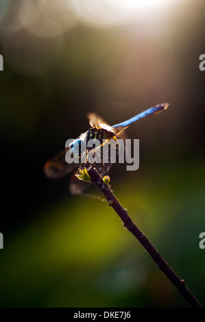 Libelle Makro Fotografieren bei schlechten Lichtverhältnissen Stockfoto