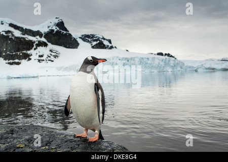 Antarktis, Cuverville Island, Gentoo Penguin (Pygoscelis Papua) stehen entlang der felsigen Küste mit Blick auf Ronge Insel Stockfoto