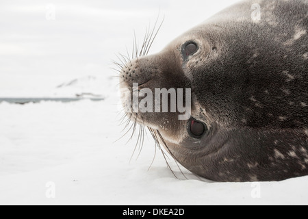 Antarktis, Süd-Shetland-Inseln, Nahaufnahme des Weddell Seal (Leptonychotes Weddellii) ruhen Ufer auf Deception Island Stockfoto