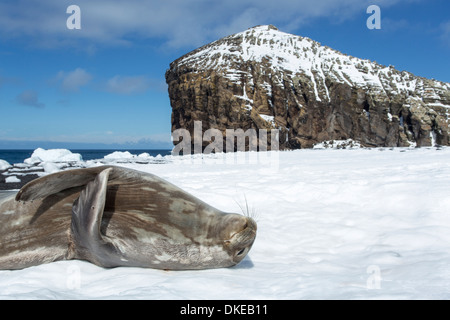 Antarktis, liegt Weddell Seal (Leptonychotes Weddellii) im Schnee unter Felsenküste an Bailey Spitze auf Deception Island Stockfoto