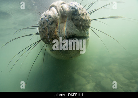 Antarktis, Unterwasser-Blick der See-Elefant (Mirounga Leonina) Schwimmen im seichten Wasser von Livingstone Island Stockfoto