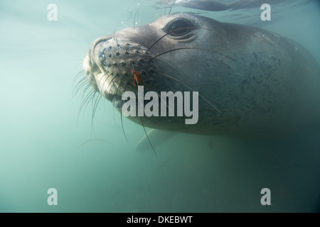 Antarktis, Unterwasser-Blick der See-Elefant (Mirounga Leonina) Schwimmen im seichten Wasser von Livingstone Island Stockfoto