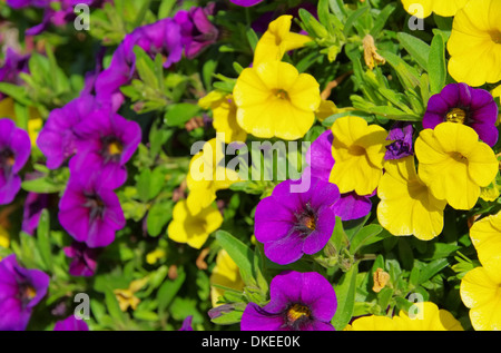 Petunie - Petunie 17 Stockfoto