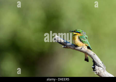 Kleine Biene-Esser im Okavangodelta in Botswana (Merops percivali) Stockfoto
