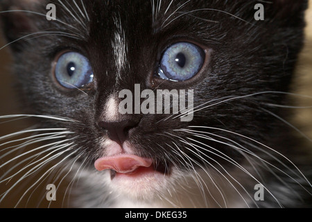 Schwarz / weiß-Kätzchen mit blauen Augen, Zunge Stockfoto