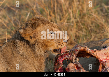 Junger Löwe Essen einen Büffel in Linyanti Gebiet, Chobe Nationalpark, Botswana Stockfoto