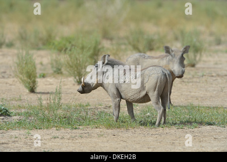 Wüste Warzenschwein (Phacochoerus Aethiopicus) Erwachsene suchen Essen W grenzüberschreitende Park Niger - Benin - Burkina Faso Stockfoto