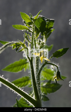 Tomaten Pflanze Blüte zeigt gelbe Blütenteile, Blätter, Stiele und Trichome Stockfoto